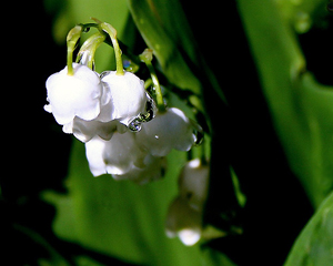 May Day and Labor Day lily of the valley